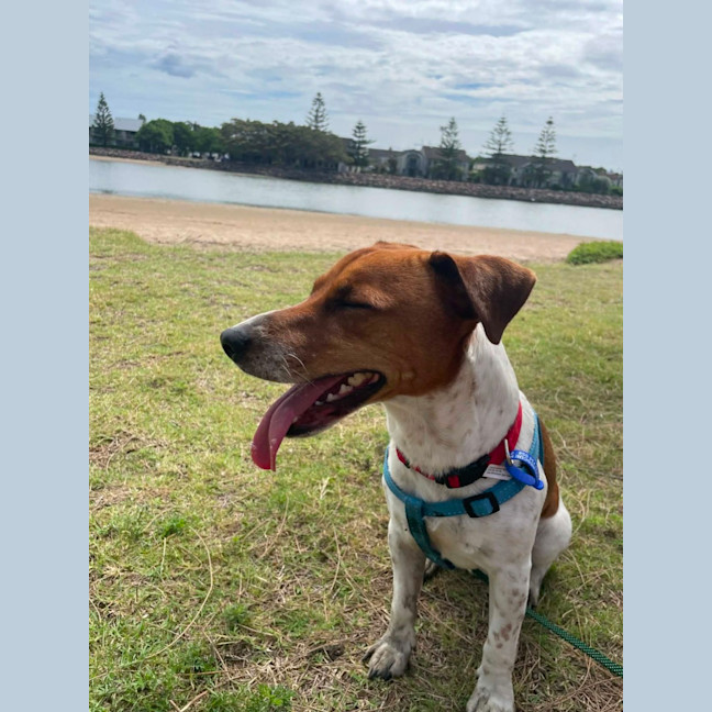 Photo of Fenton   2 Year Old Jack Russell