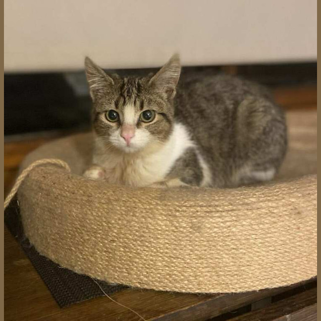 Photo of Pancake