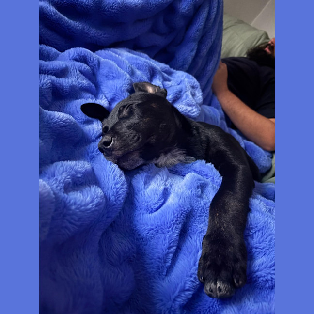 Photo of Nugget