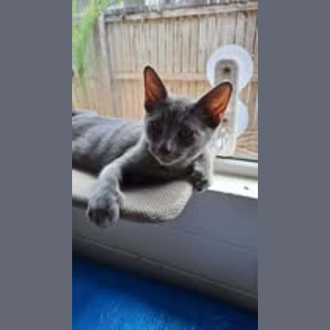 Photo of Ash