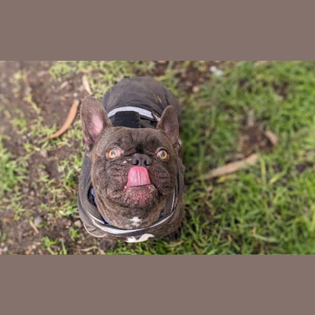 Photo of Meatball 