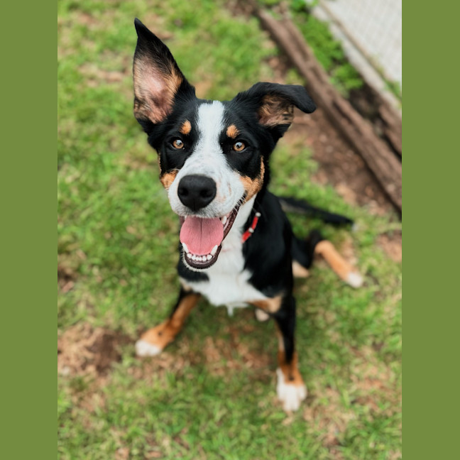Photo of Bella