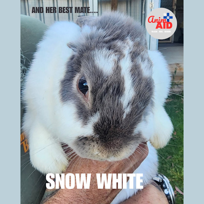 Photo of Snow White