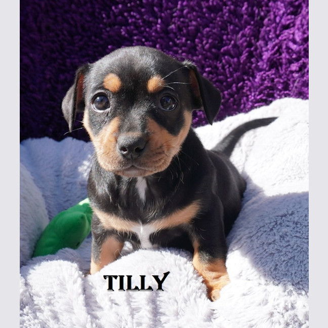Photo of Tilly