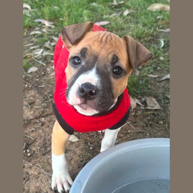 Photo of Jasper   10 Week Old Staffy X (Trial)