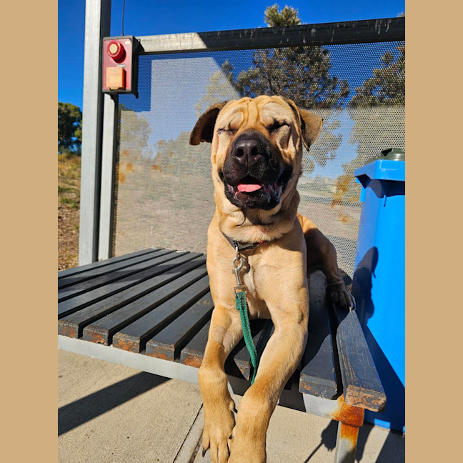Photo of Gypsy