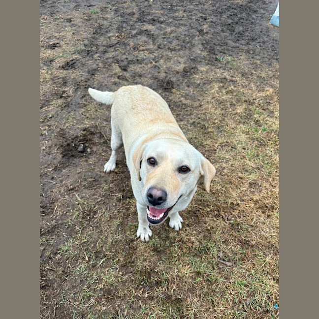 Photo of Honey