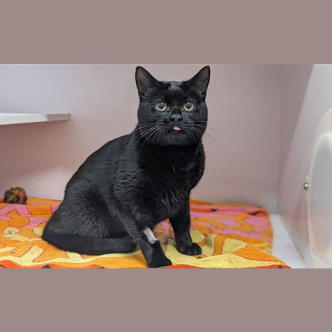 Photo of Pumpkin