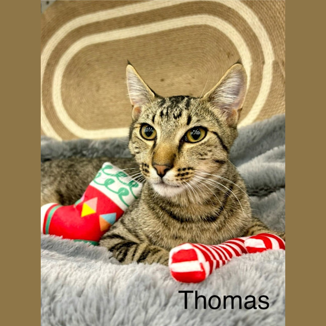 Photo of Thomas
