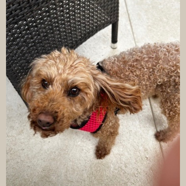 Photo of Buddy