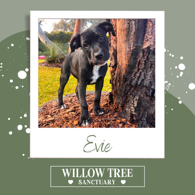 Photo of Evie