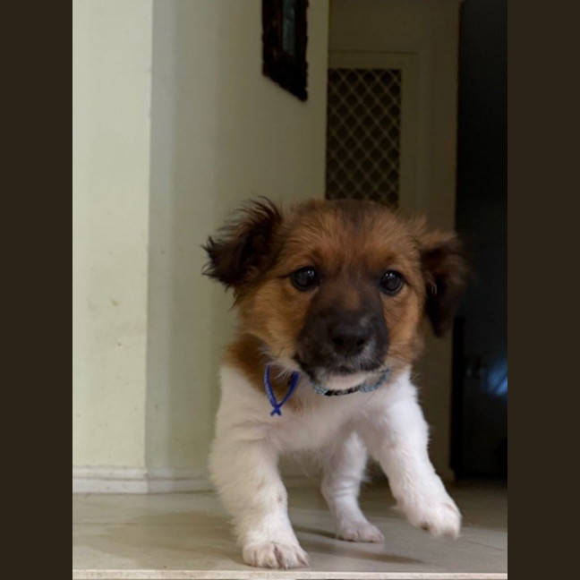 Photo of Finn   3 Month Old Fox Terrier X