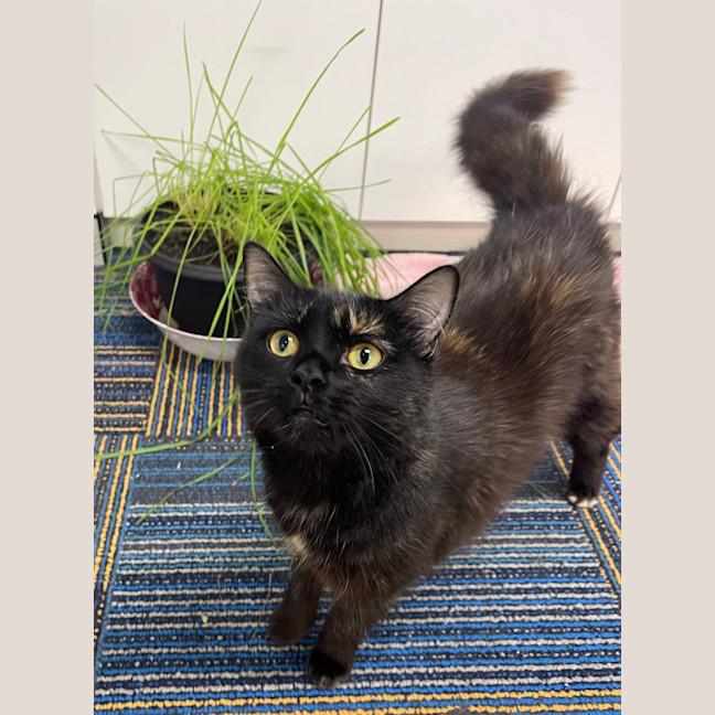 Photo of Tawny