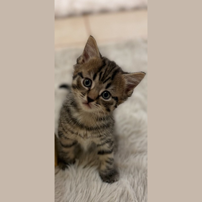 Photo of Eggnog