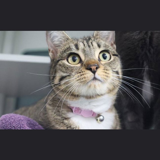 Photo of Poppy