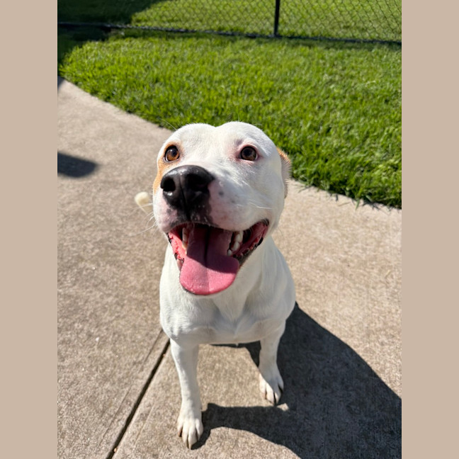 Photo of Houdini