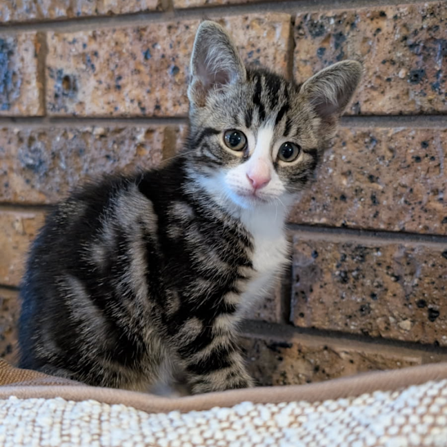 Photo of Alto