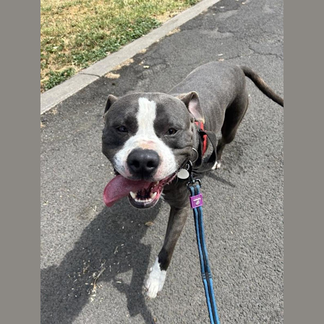 Photo of Shadow