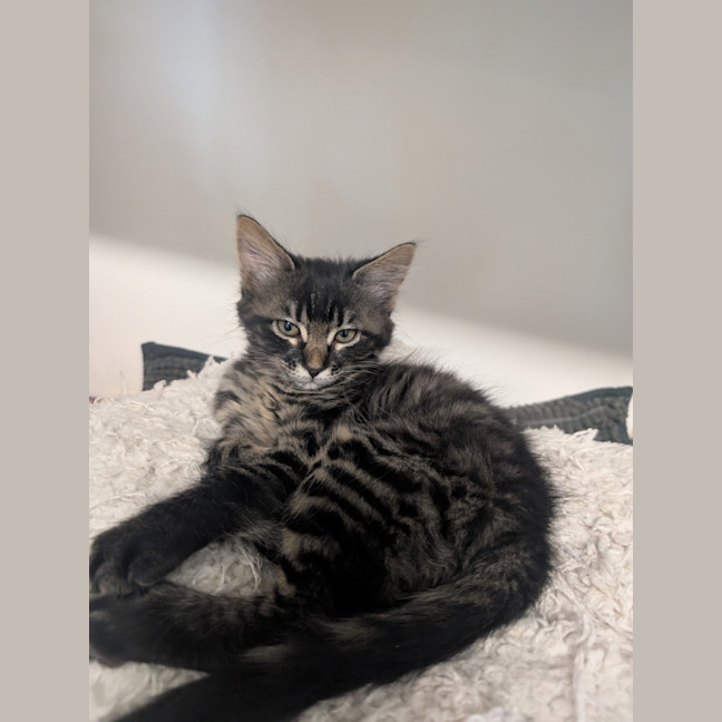 Photo of Chance