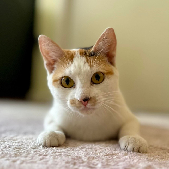 Photo of Cali   In Foster Care In Croydon