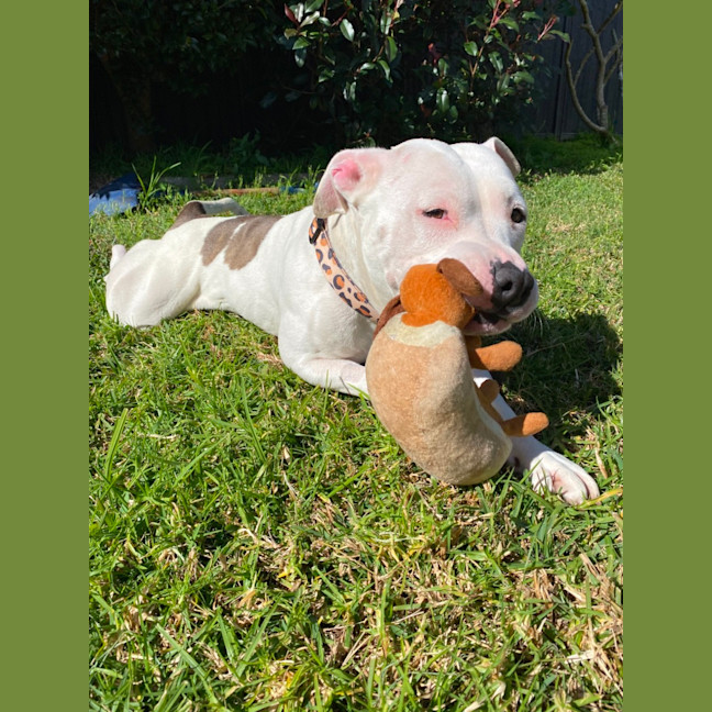 Photo of Lola   2 Year Old Staffy 