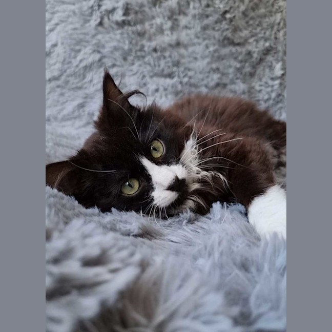 Photo of Mercedes