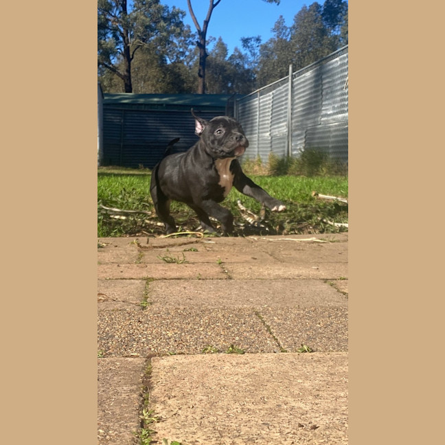 Photo of Edith   8 Week Old Staffy X