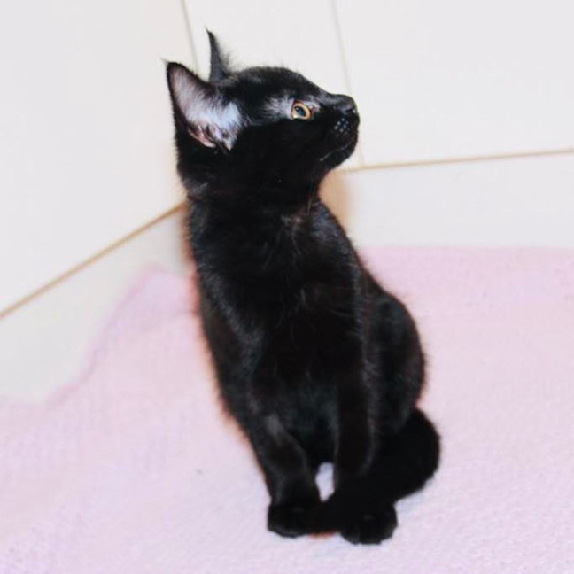 Photo of Bonsai   Located In Croydon