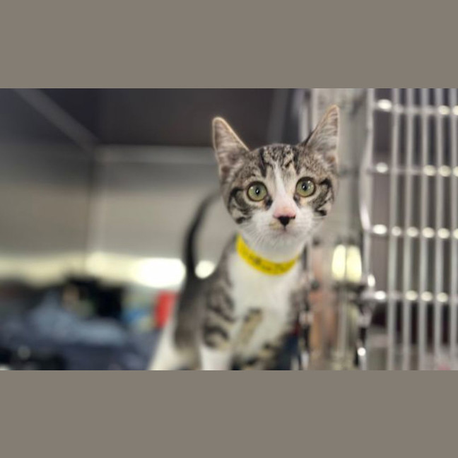 Photo of Dexter