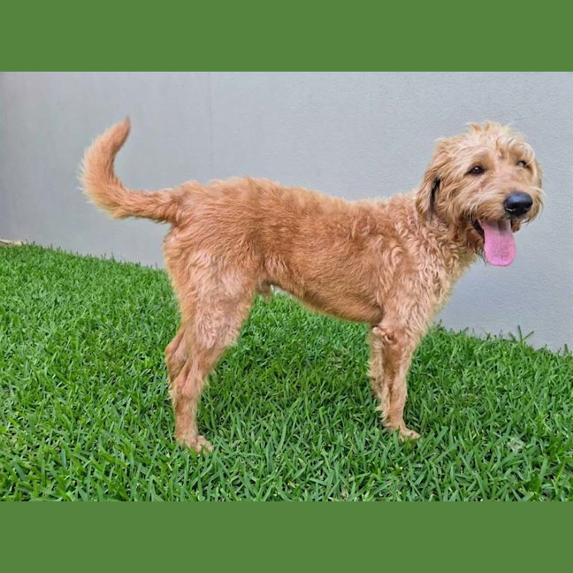Photo of Tiki