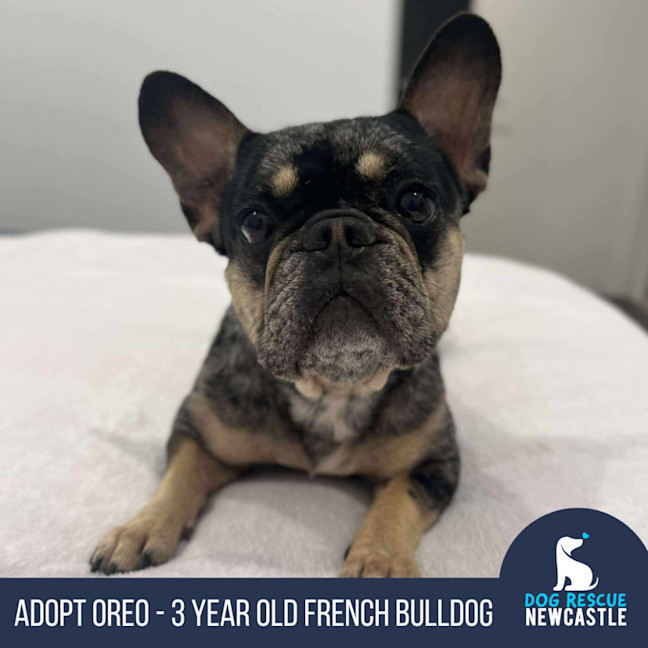 Photo of Oreo   3 Year Old French Bulldog