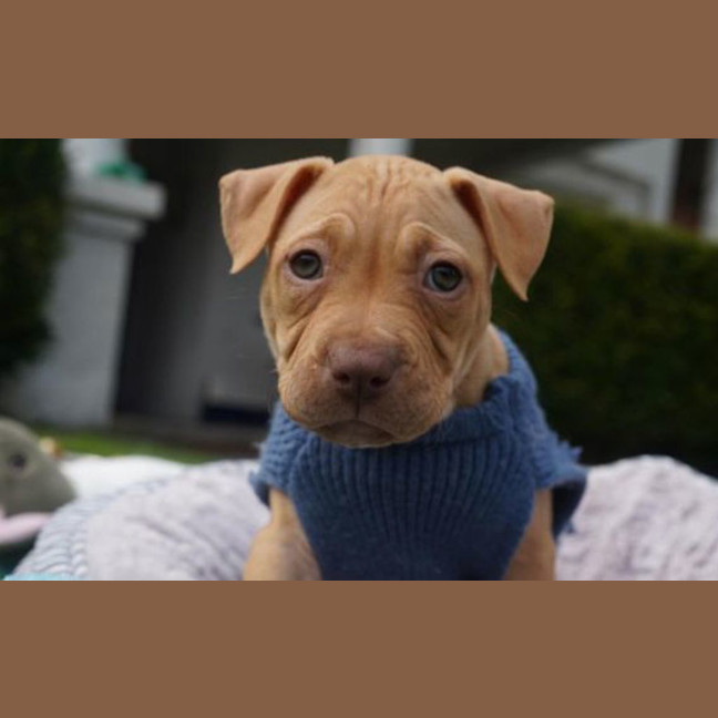 Photo of Nala