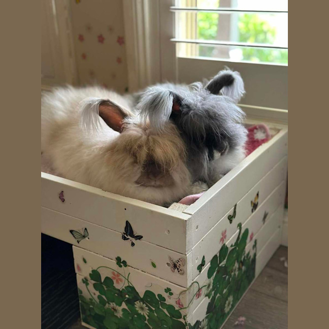 Photo of Pebbles (W Cotton Candy)