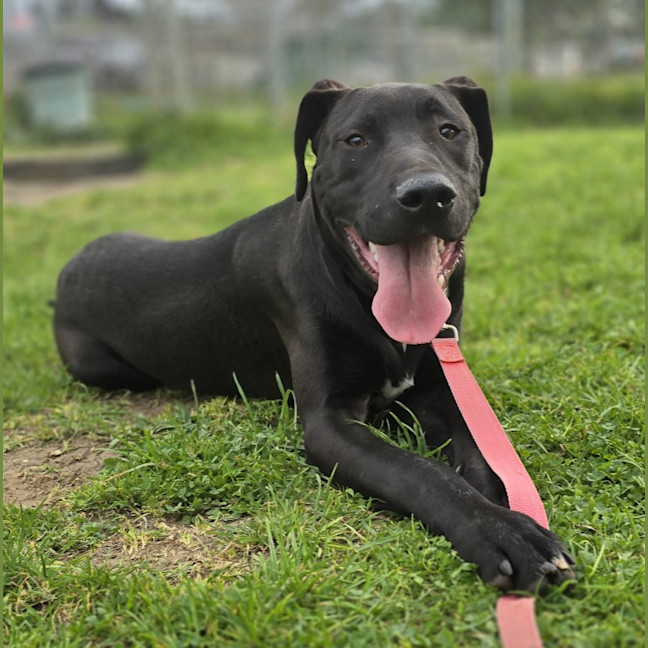 Photo of Mr T (64180)