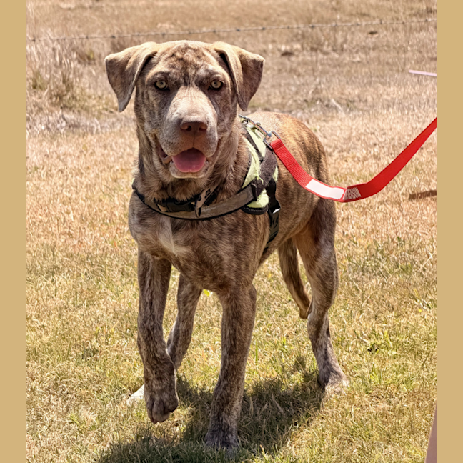 Photo of Harley