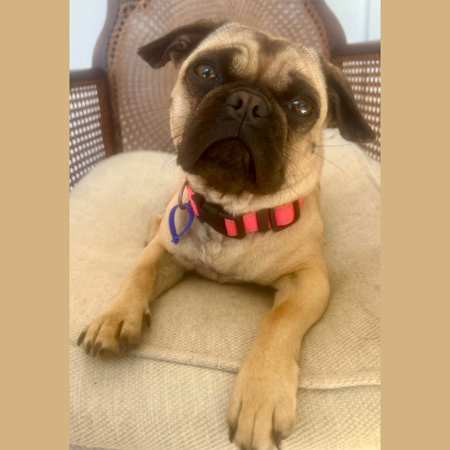 Photo of Rumi   10 Month Old French Bulldog X Pug