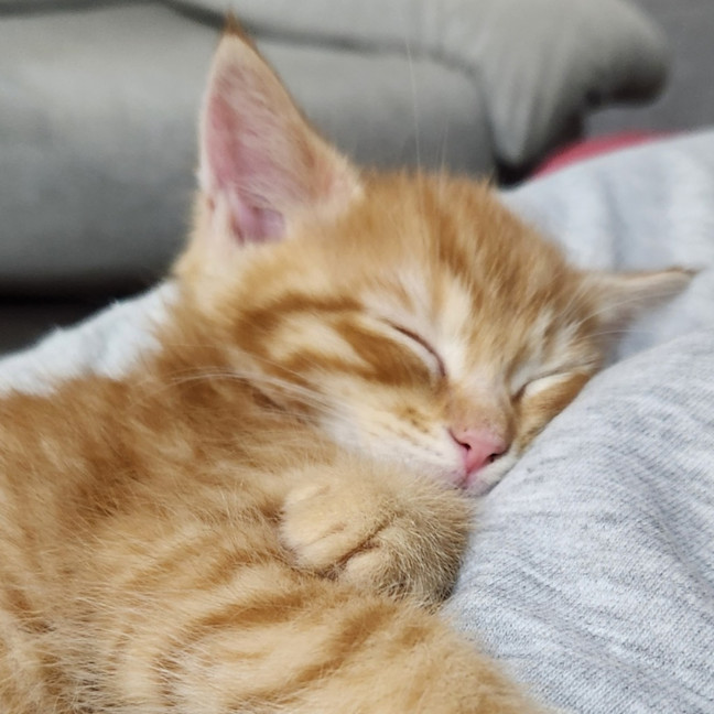 Photo of Arlo