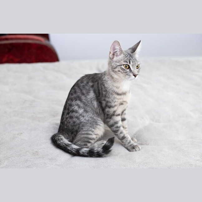 Photo of Willow