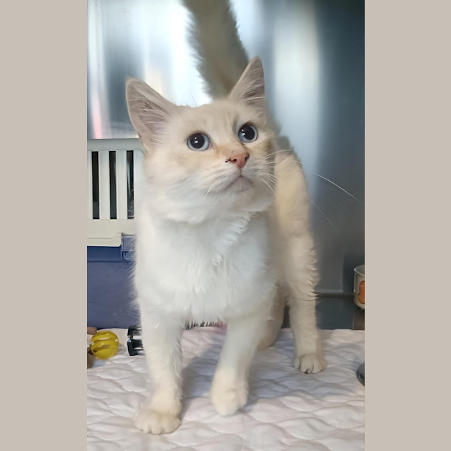 Photo of Bella