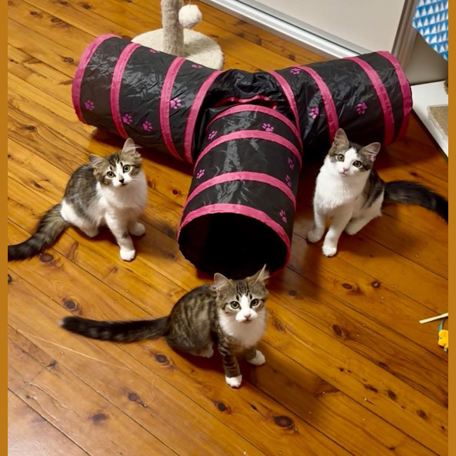 Photo of 💜 Harlequin 💜
