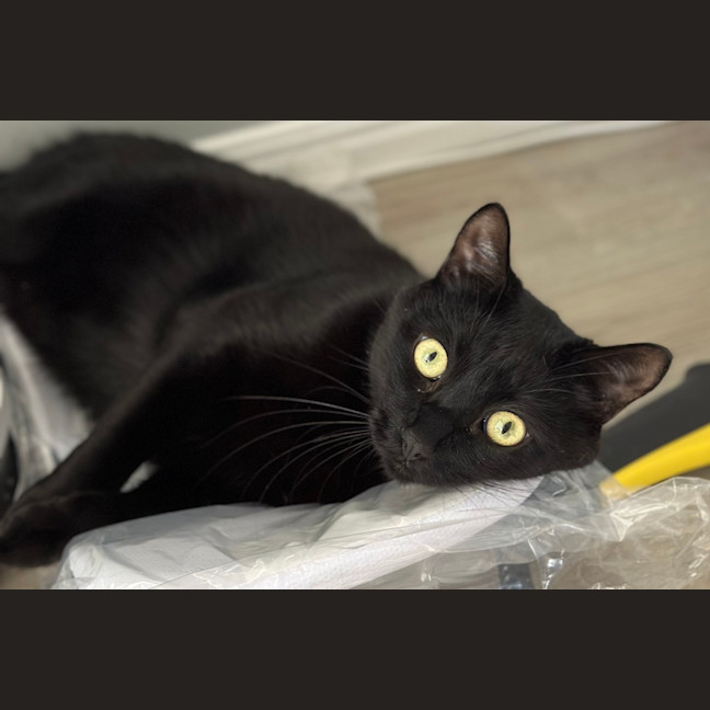 Photo of Little Dude