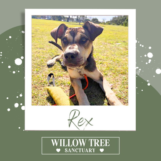 Photo of Rex
