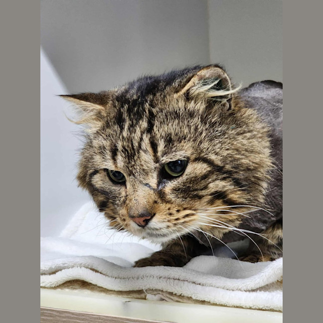 Photo of 🐟 Mahi Mahi 6469 🐟