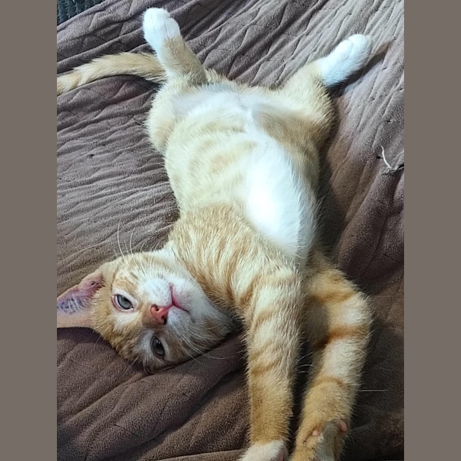 Photo of Clementine