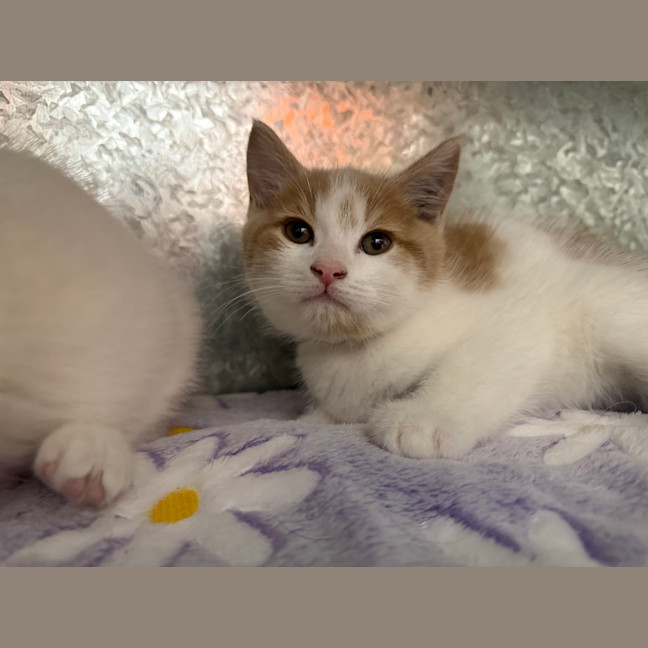 Photo of Ginger Snap