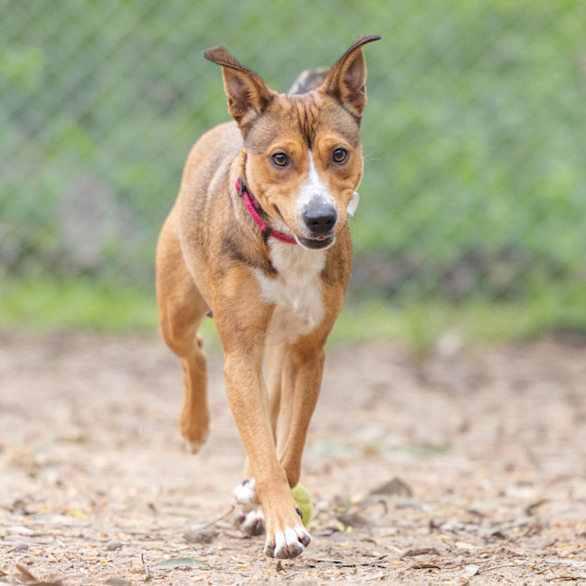 Photo of Honey
