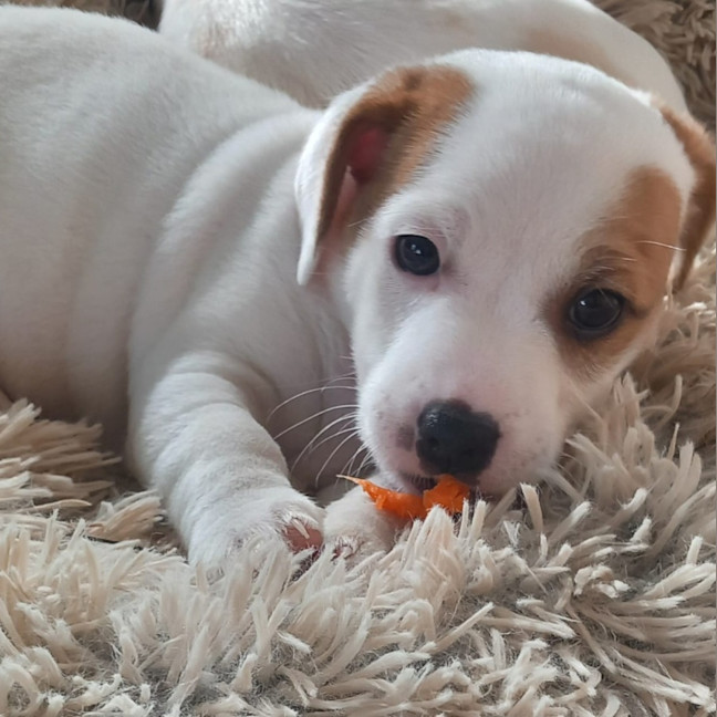 Photo of Porthos
