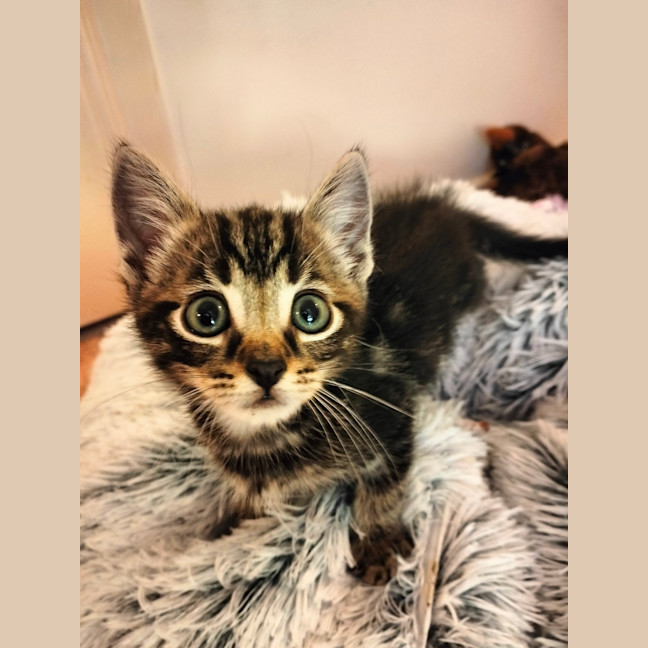 Photo of Stitch