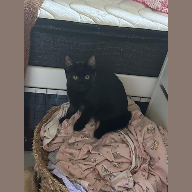 Photo of Milo
