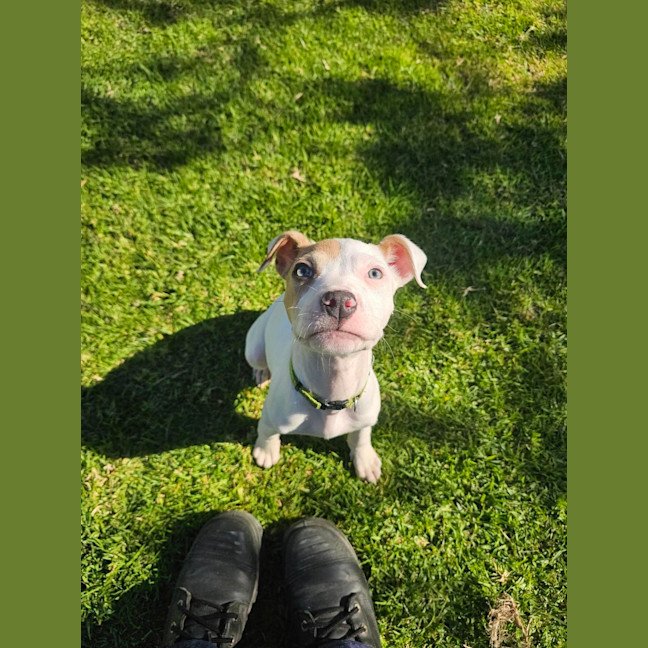 Photo of Spade